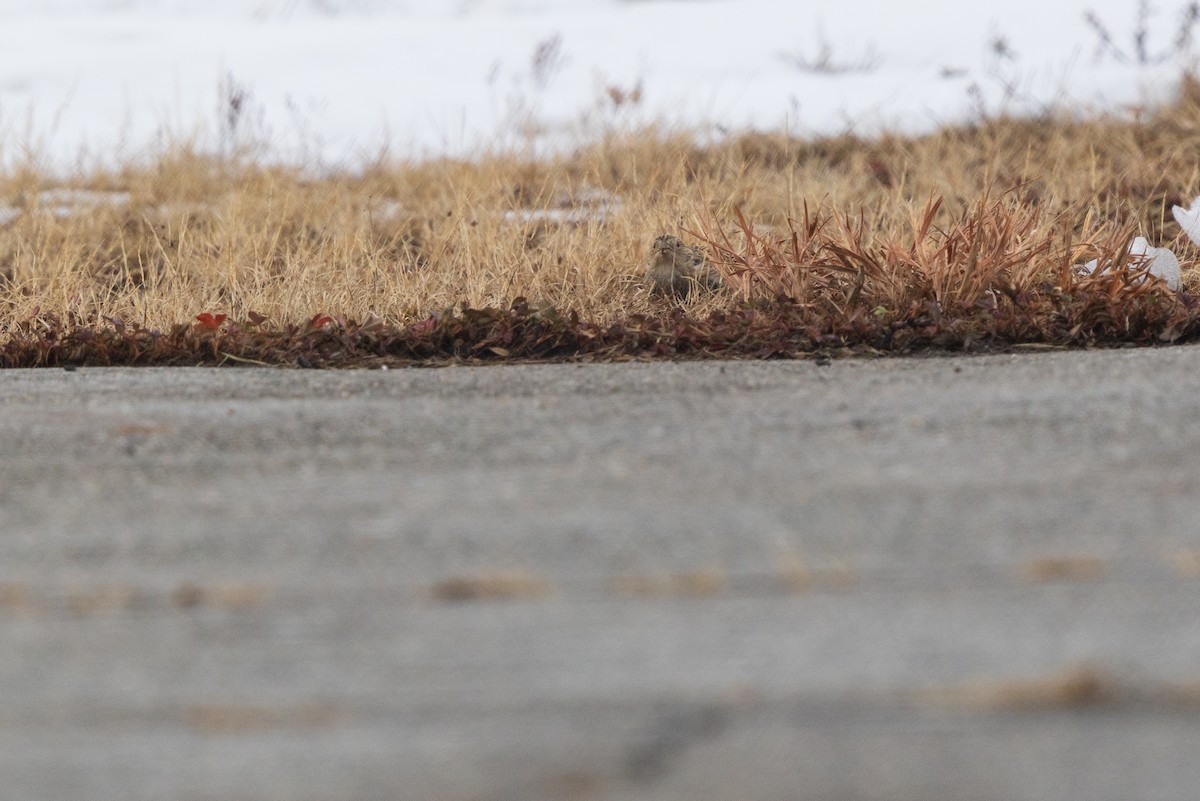 Подорожник чорногрудий - ML646540683