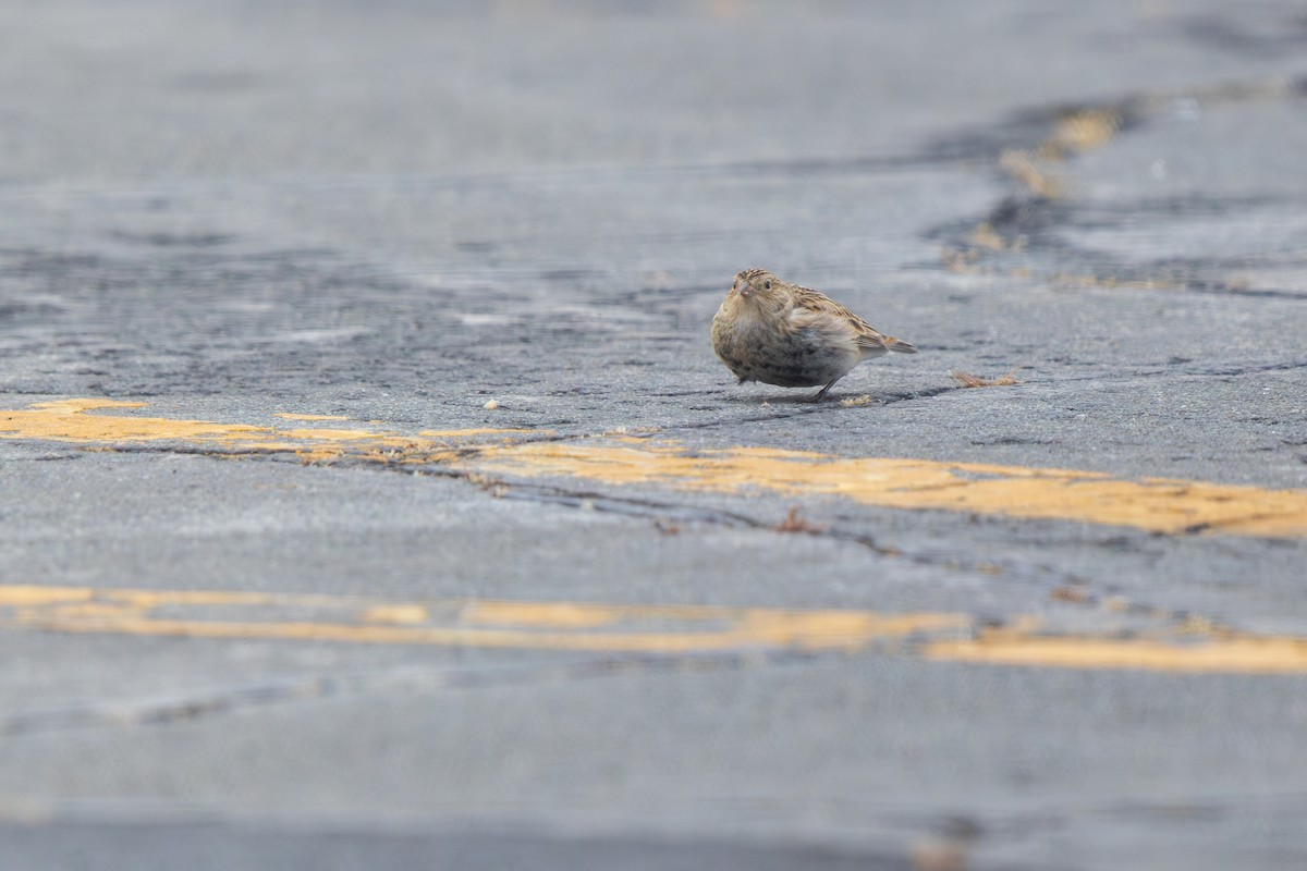 Подорожник чорногрудий - ML646540684