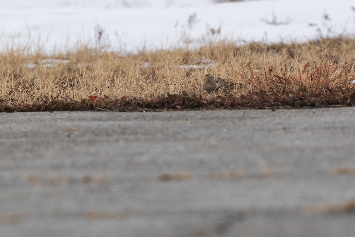 Подорожник чорногрудий - ML646540685