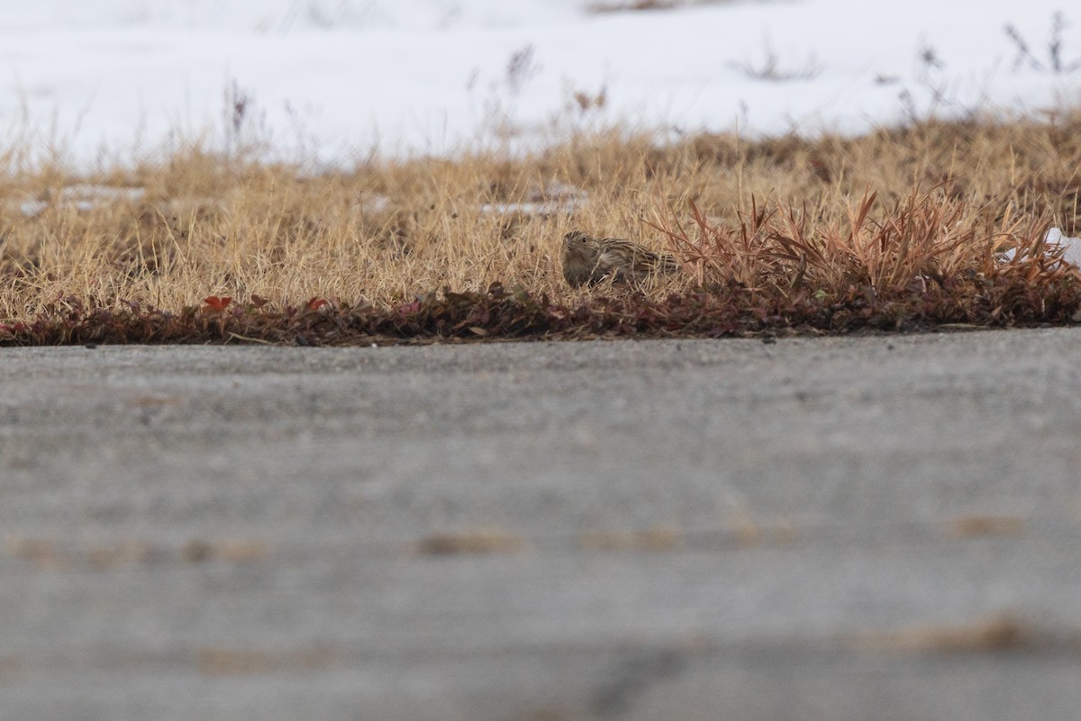 Подорожник чорногрудий - ML646540687