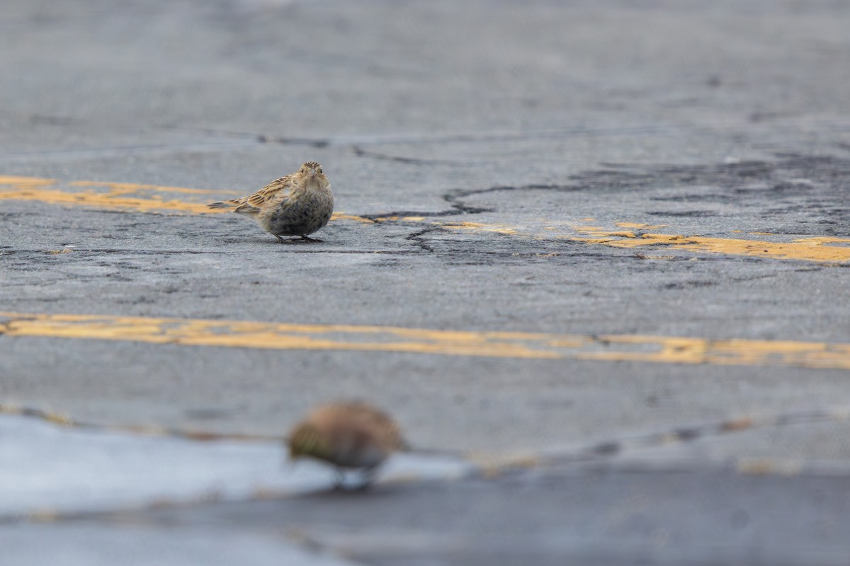 Подорожник чорногрудий - ML646540688