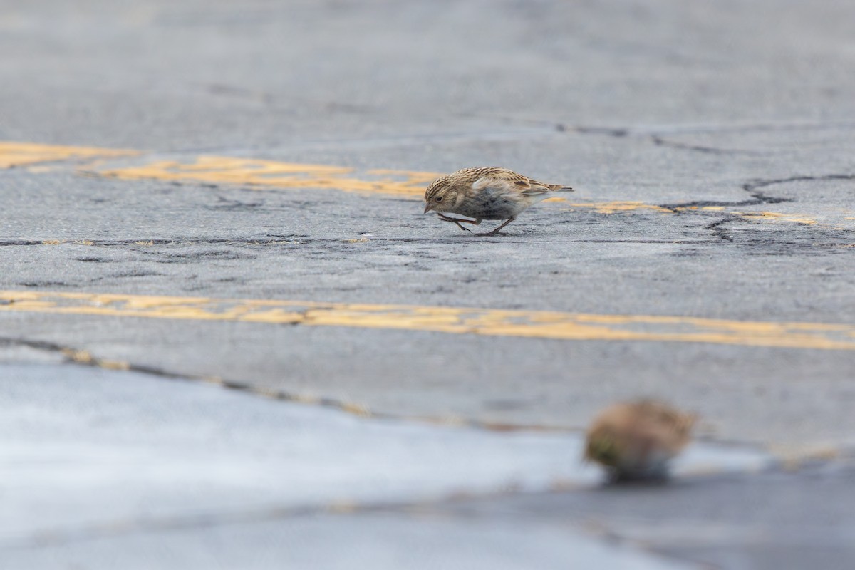 Подорожник чорногрудий - ML646540689