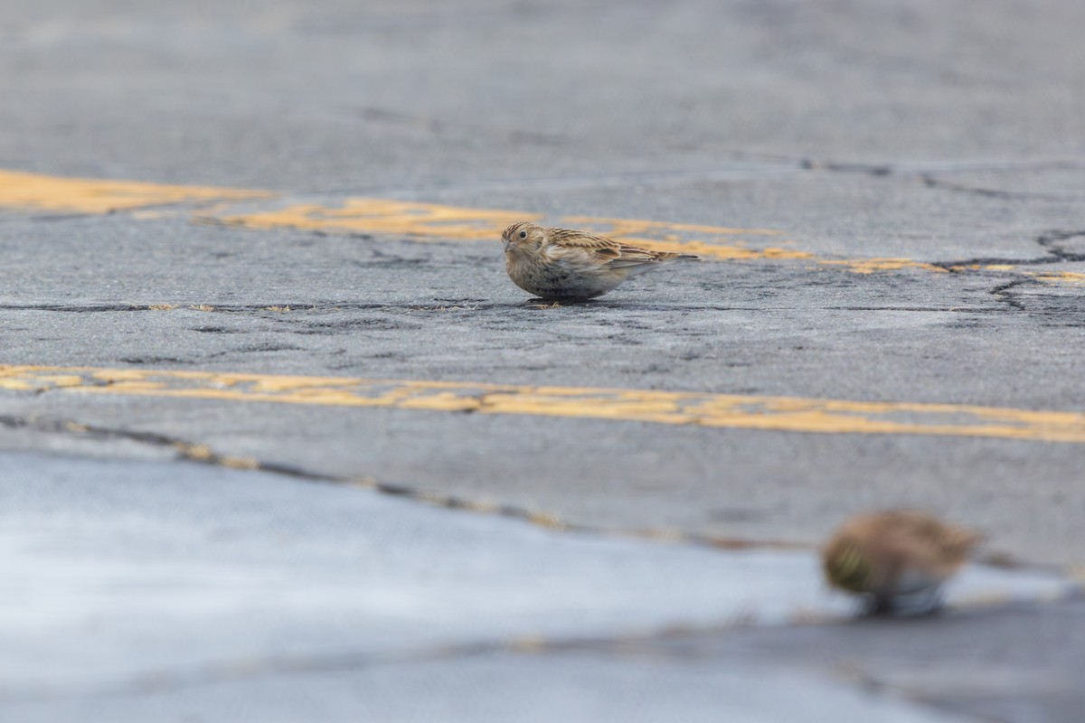 Подорожник чорногрудий - ML646540690