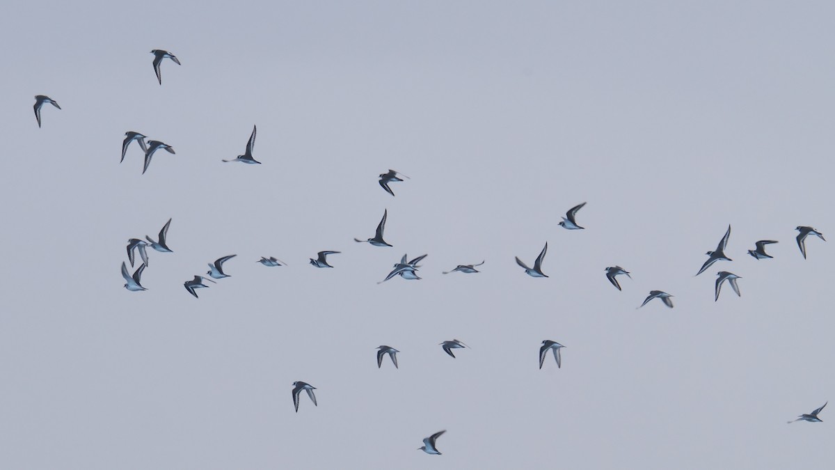 sandlo - ML646540691