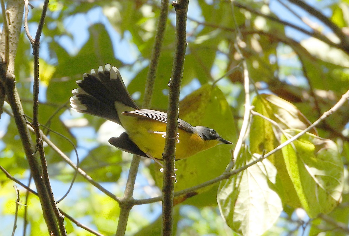 Fan-tailed Warbler - ML646540692