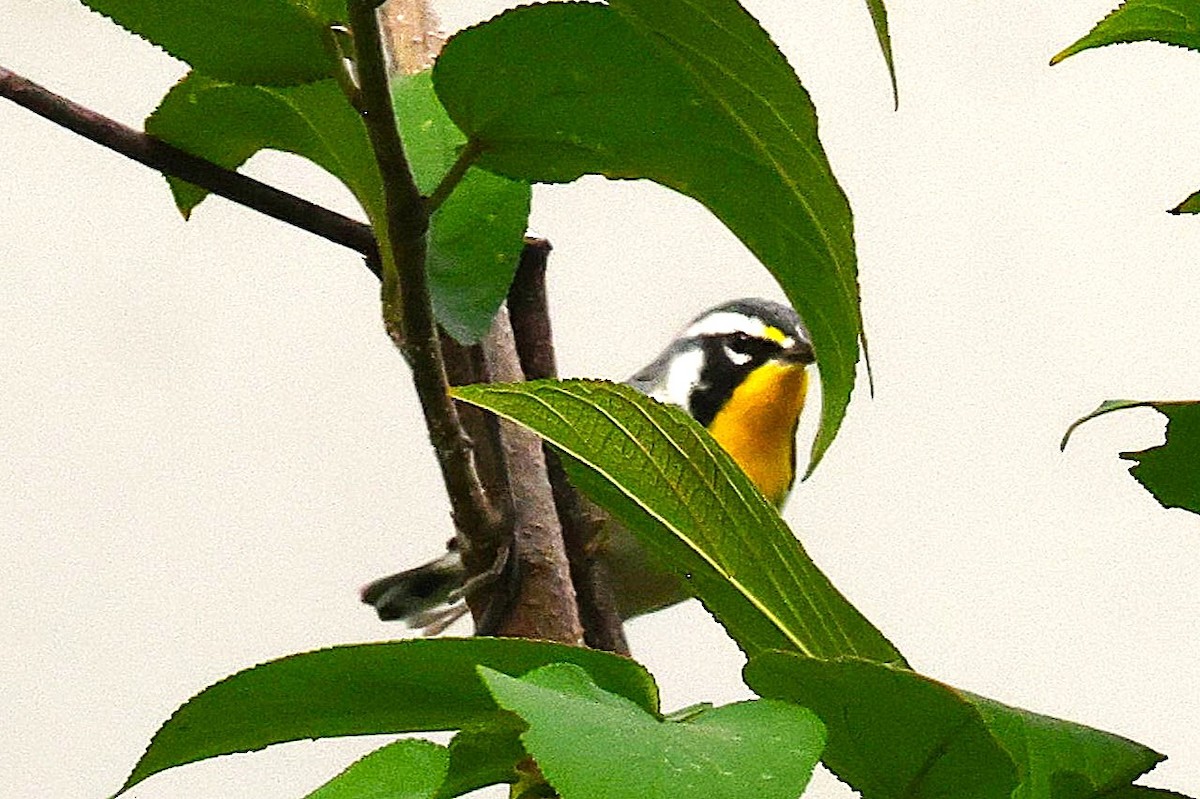 Yellow-throated Warbler - ML646540694