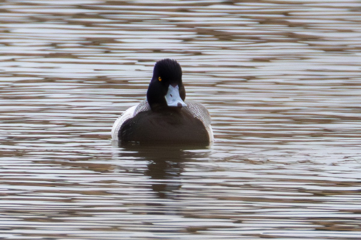 Lesser Scaup - ML646540696