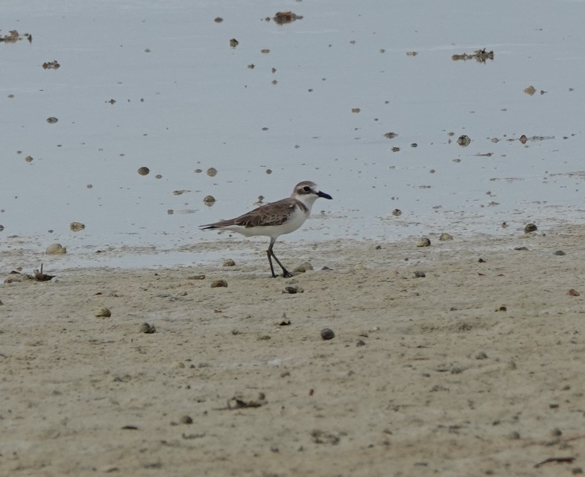 オオメダイチドリ - ML646540697