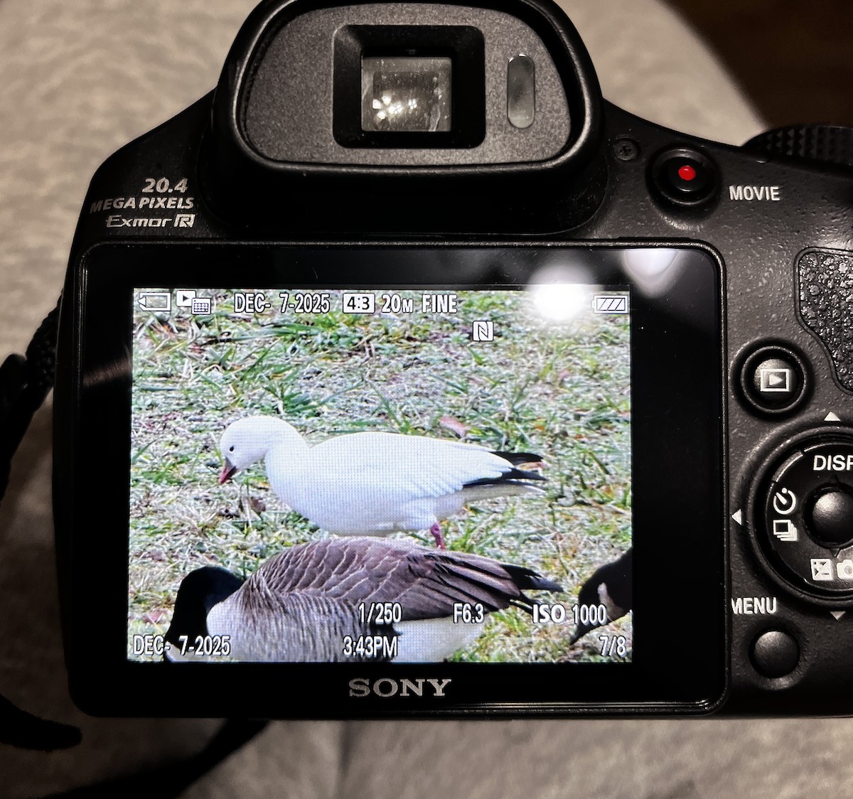 Ross's Goose - ML646540698