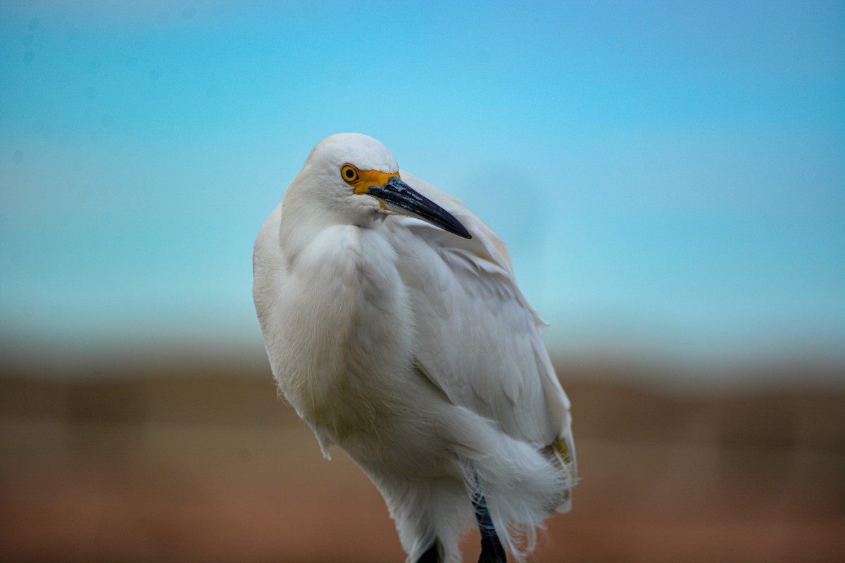 Snowy Egret - ML646540699
