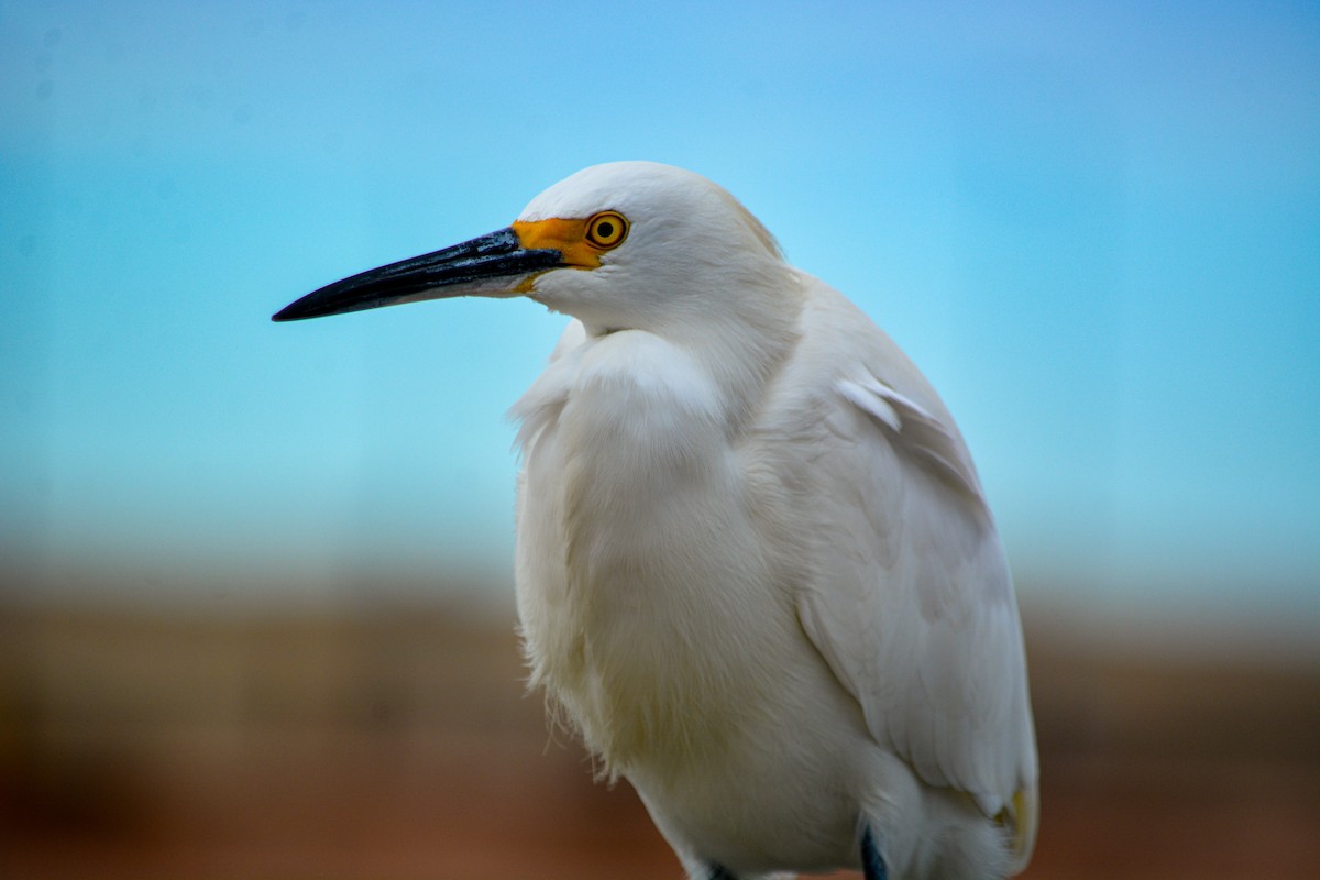 Snowy Egret - ML646540703