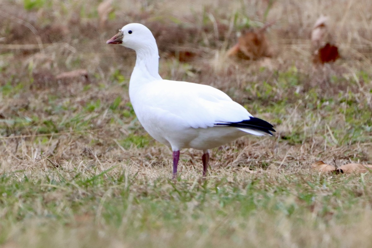 Ross's Goose - ML646540704