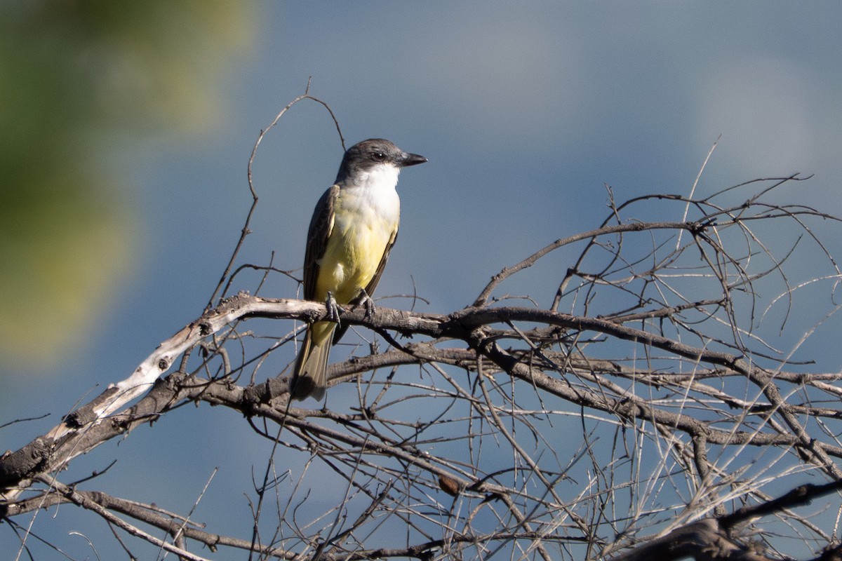 Thick-billed Kingbird - ML646540705