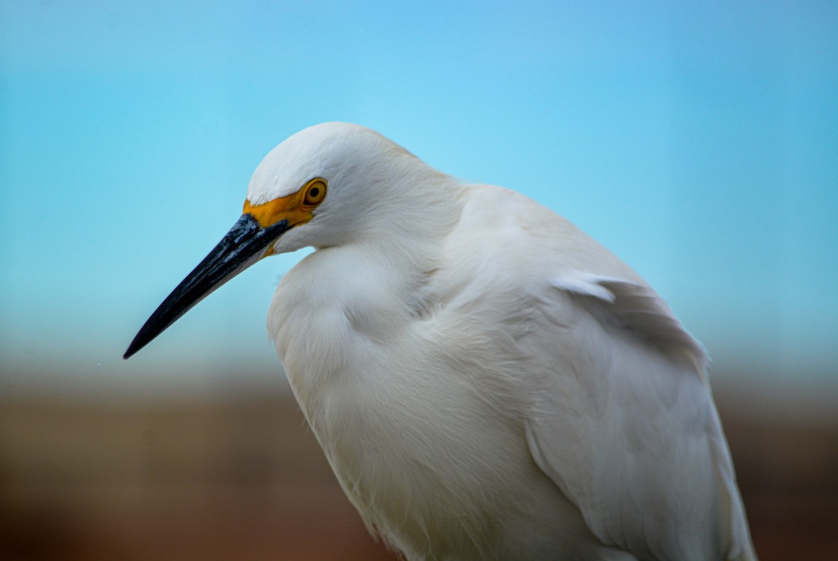 Snowy Egret - ML646540707