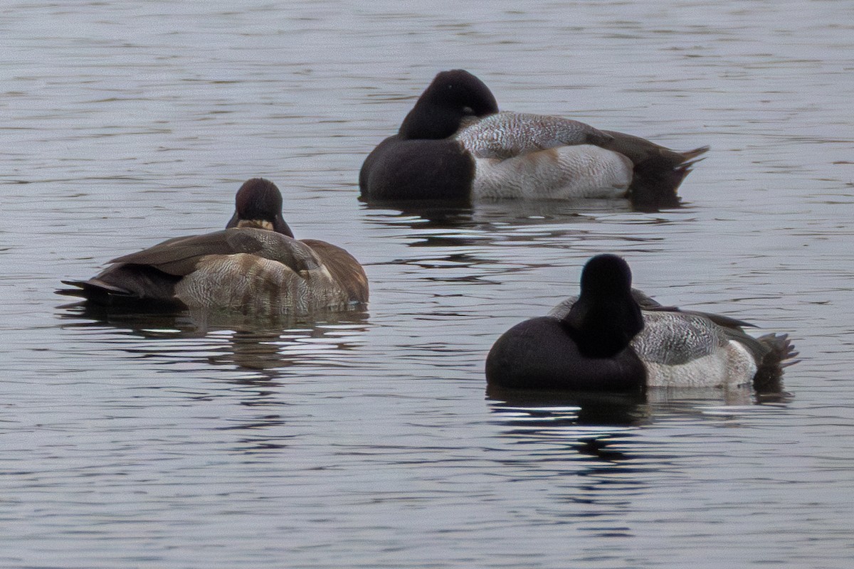 Lesser Scaup - ML646540708