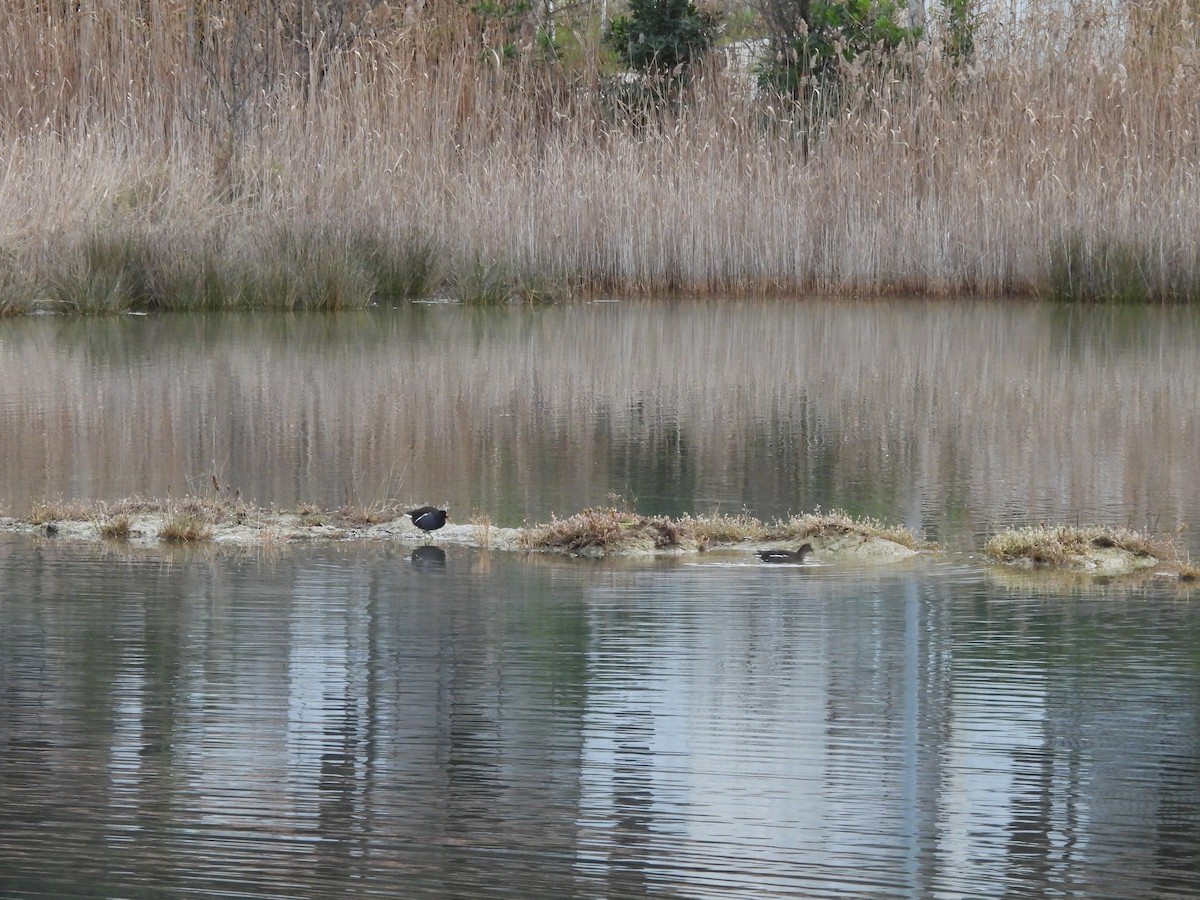 Eurasian Moorhen - ML646540709