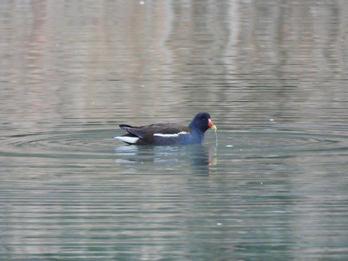 Eurasian Moorhen - ML646540710