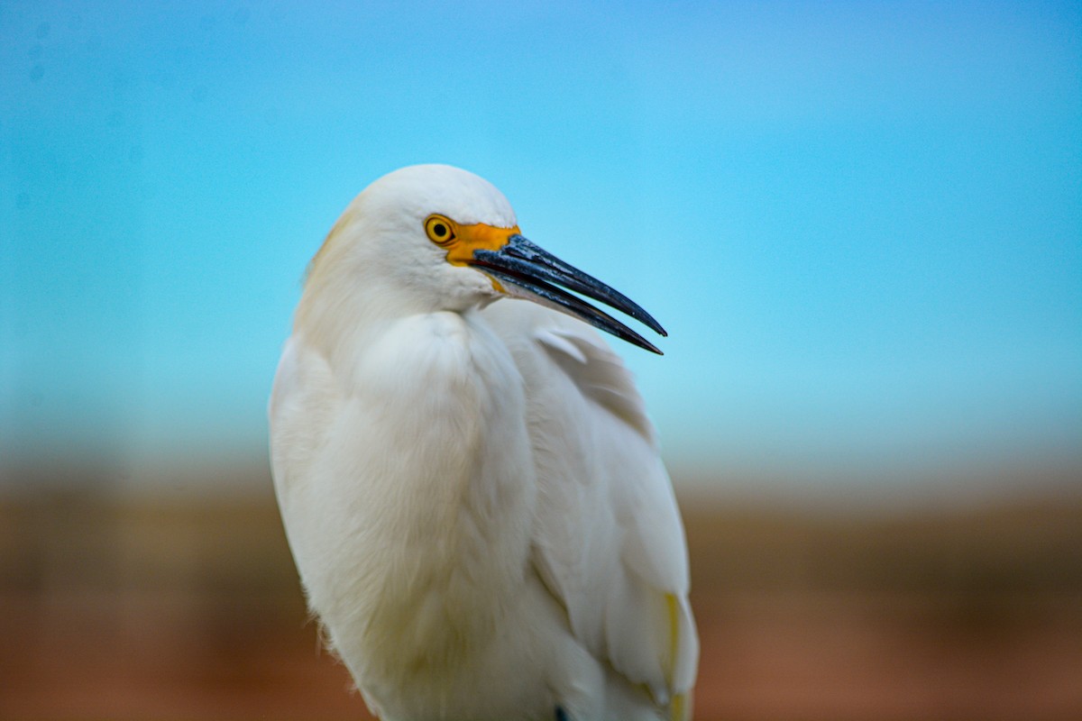 Snowy Egret - ML646540711