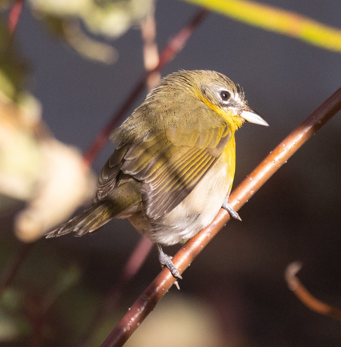 Yellow-breasted Chat - ML646540715