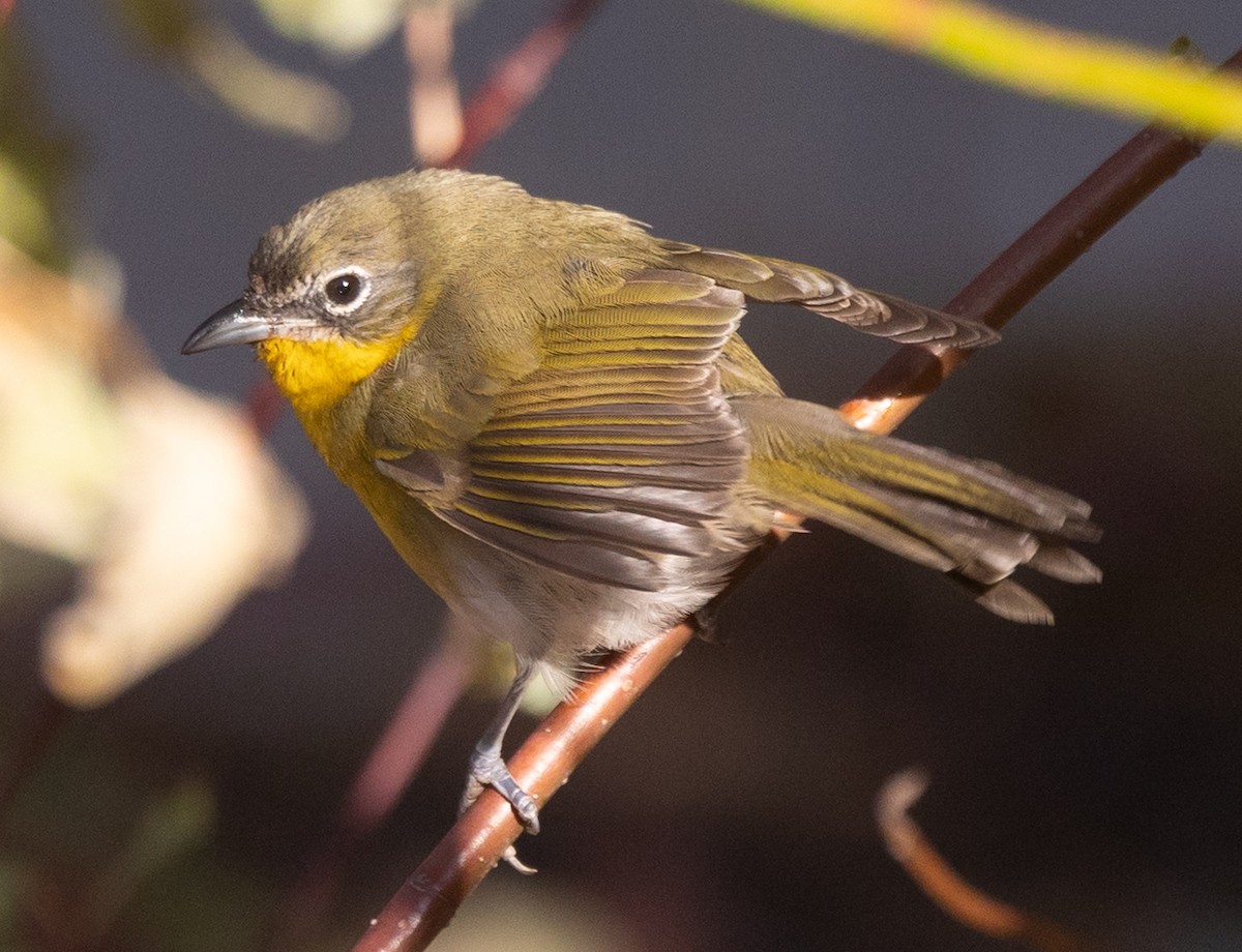 Yellow-breasted Chat - ML646540716