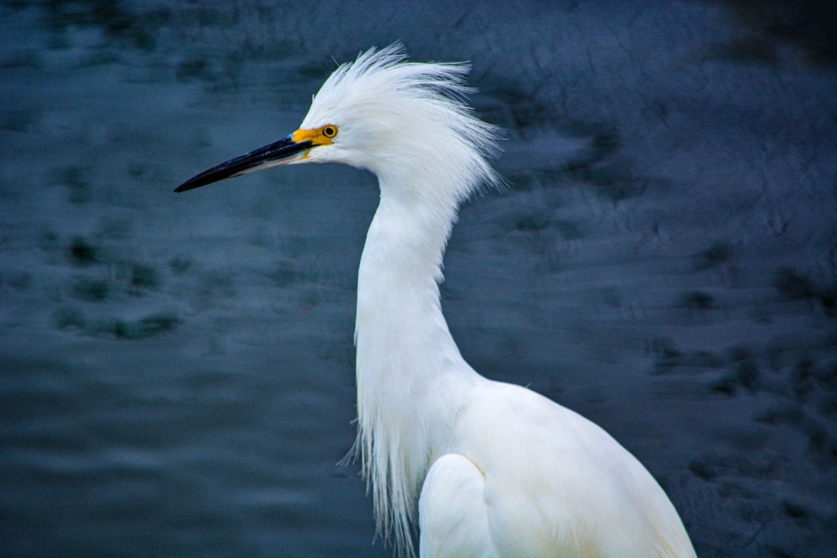 Snowy Egret - ML646540717