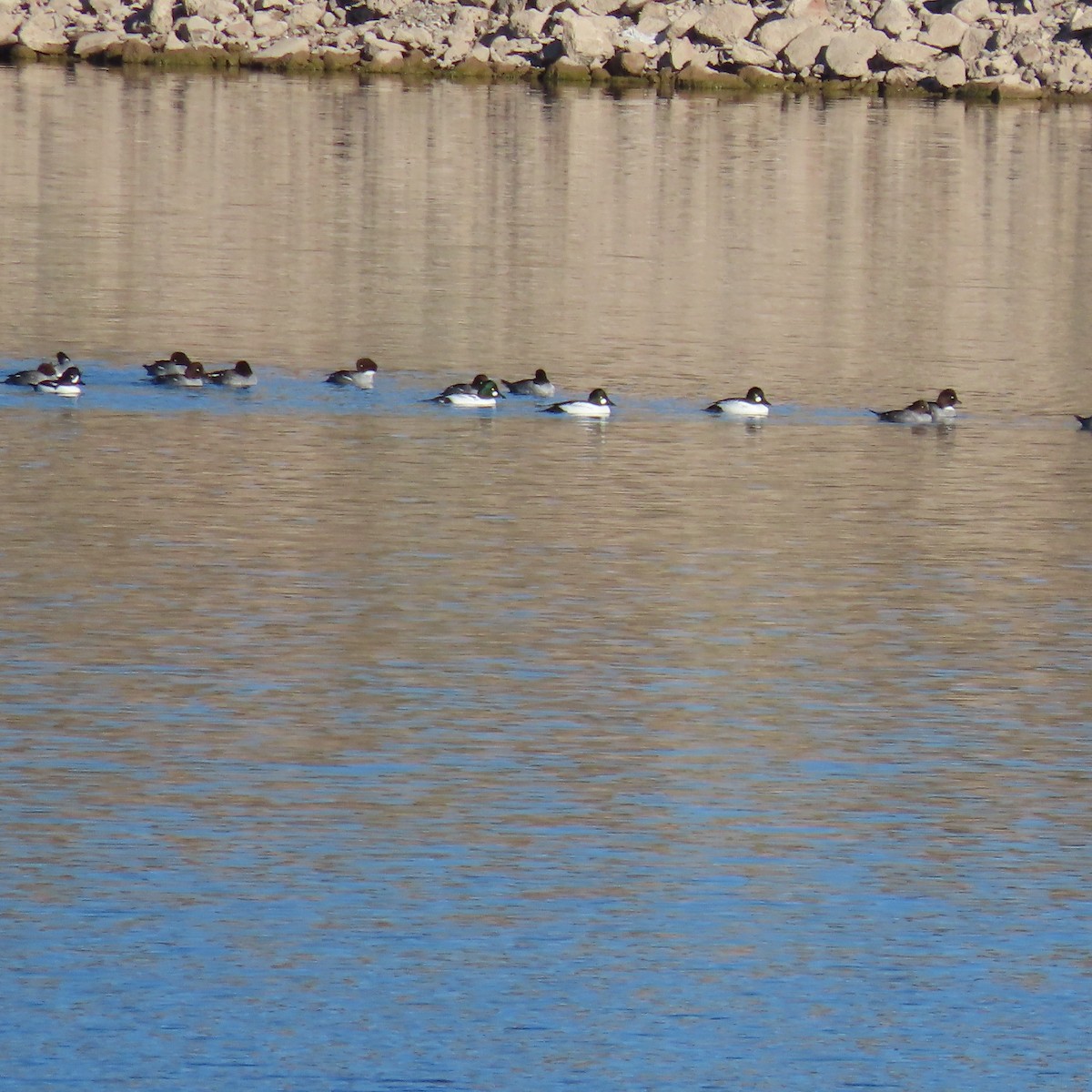 ホオジロガモ - ML646540720