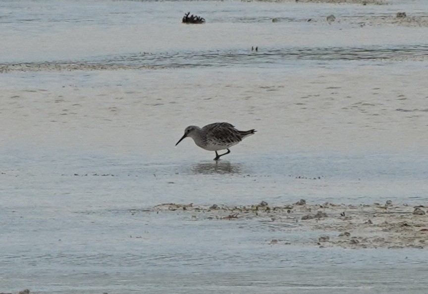 オバシギ - ML646540721