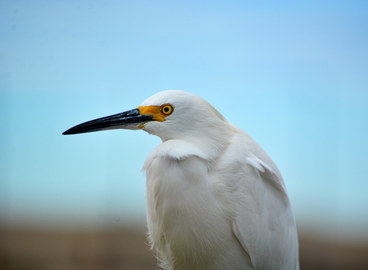 Snowy Egret - ML646540722