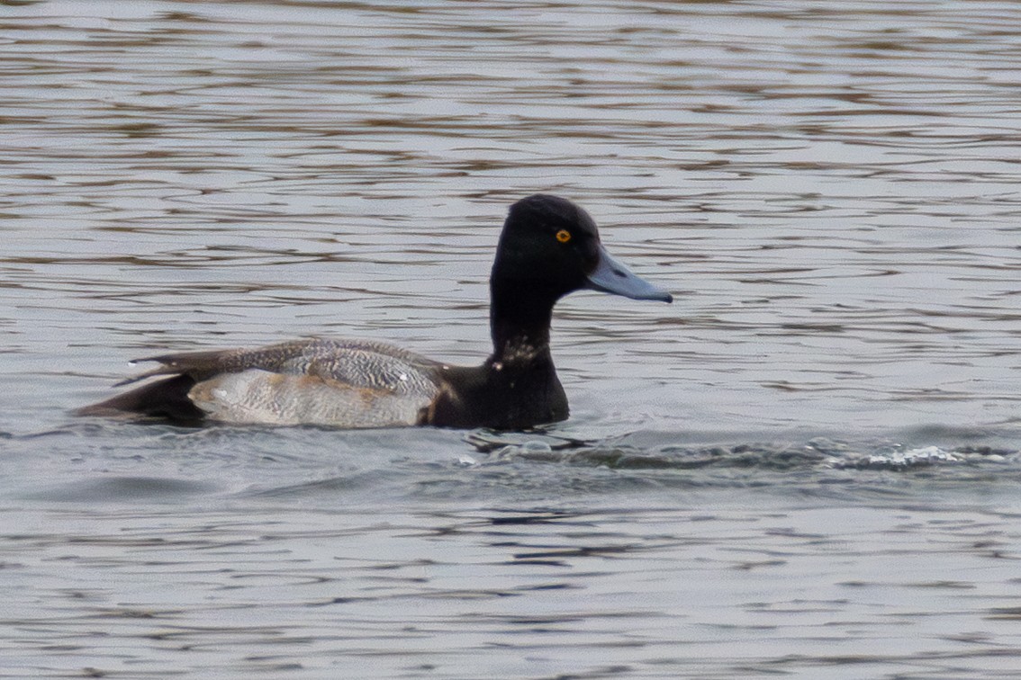 Lesser Scaup - ML646540726
