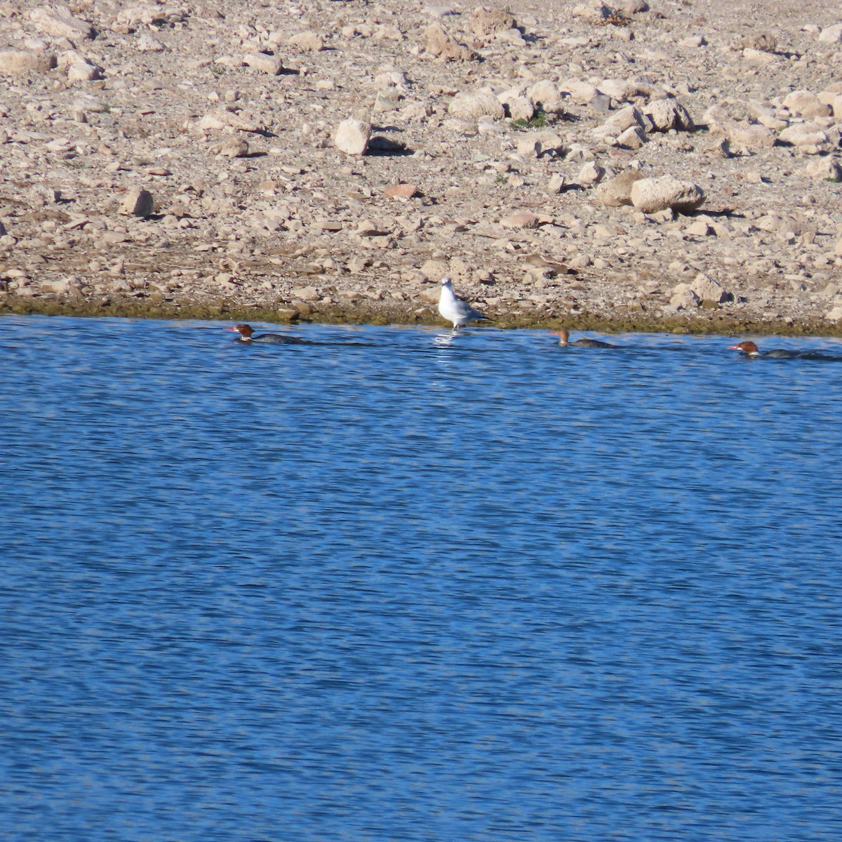 カワアイサ - ML646540729