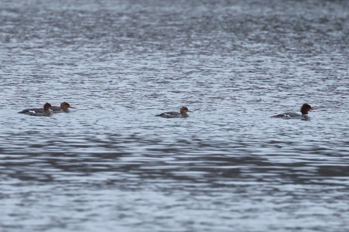 Red-breasted Merganser - ML646540730