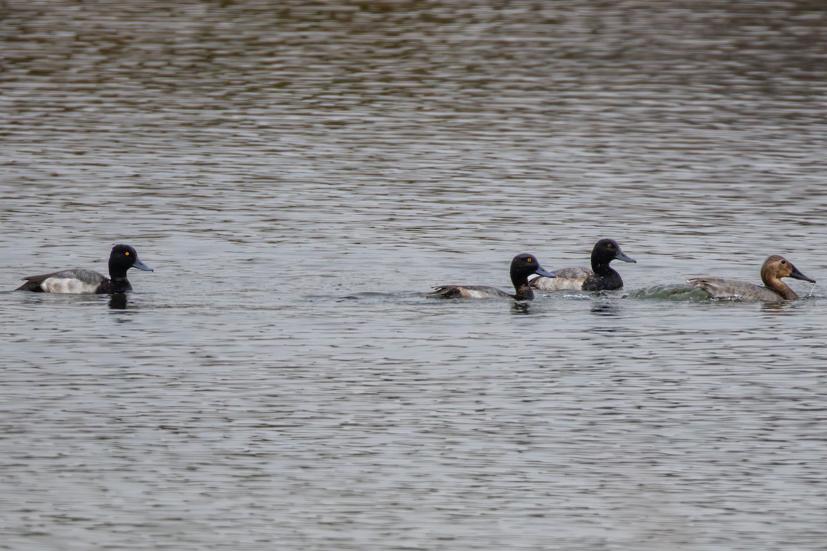 Lesser Scaup - ML646540733