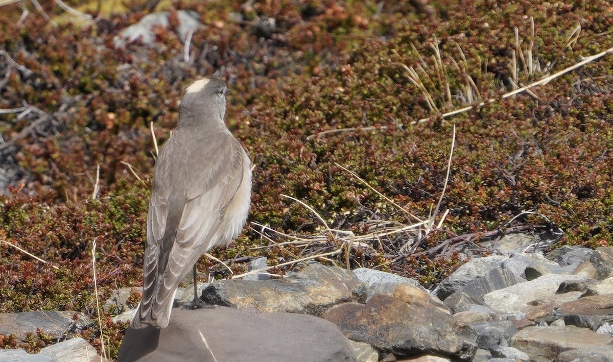 Sarı Enseli Yer Tiranı - ML646540735