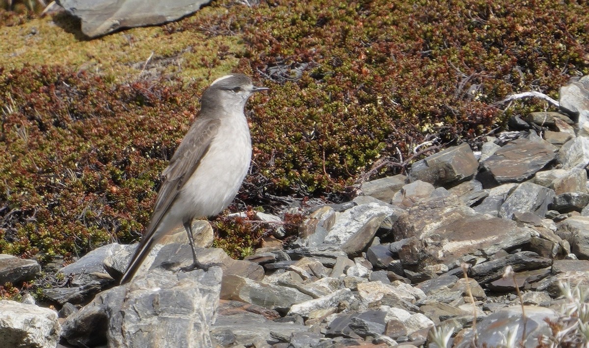 Sarı Enseli Yer Tiranı - ML646540736