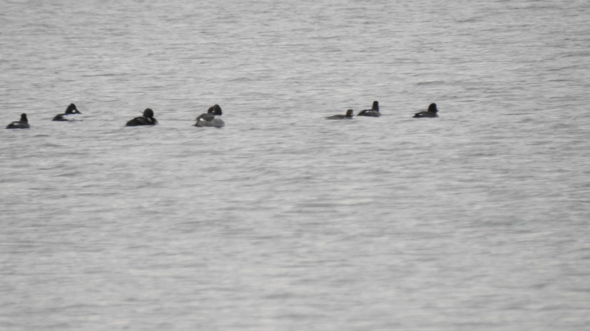 Altıngöz - ML646540737