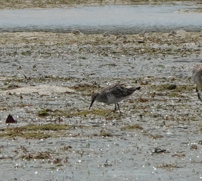 Benekli Kumkuşu - ML646540738