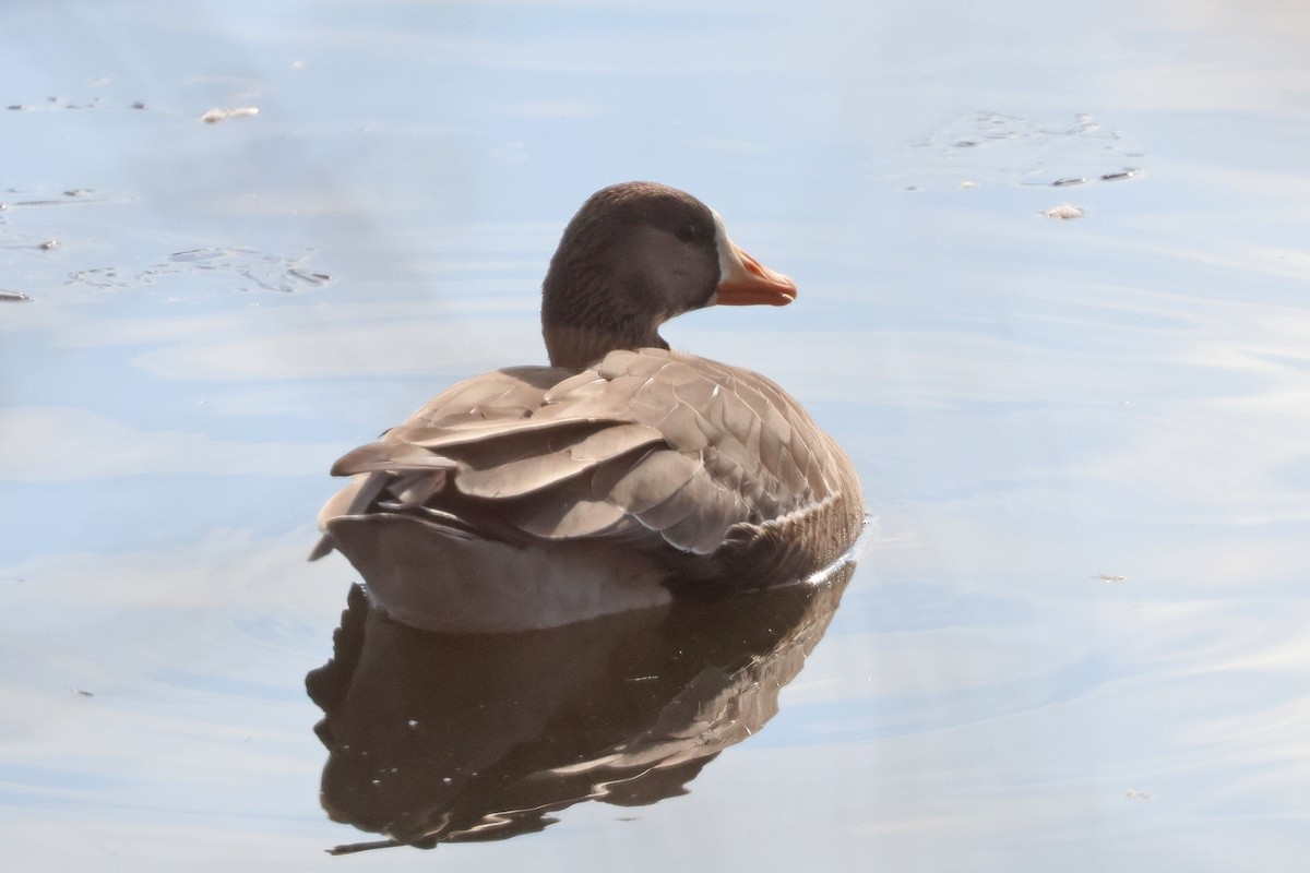 Sakarca - ML646540739