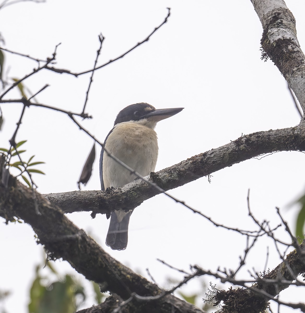 Ak Yakalı Yalıçapkını [chloris grubu] - ML646540740