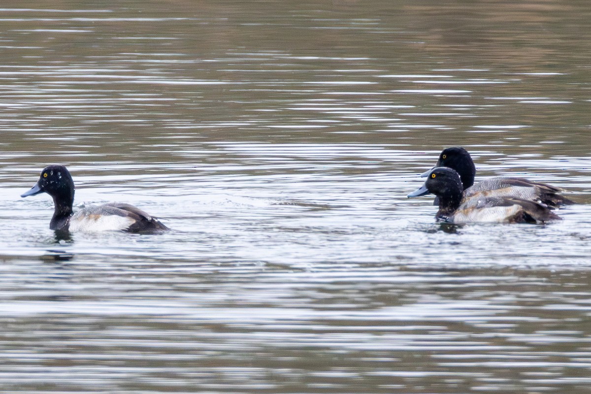 Lesser Scaup - ML646540742
