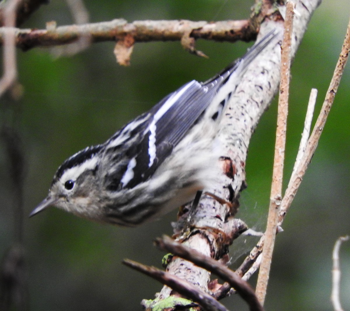 lesňáček černobílý - ML646540746