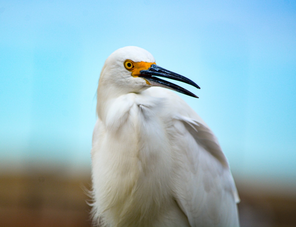 Karbeyaz Balıkçıl - ML646540747