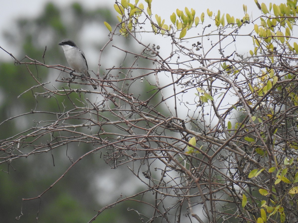 Amerika Örümcekkuşu - ML646540748