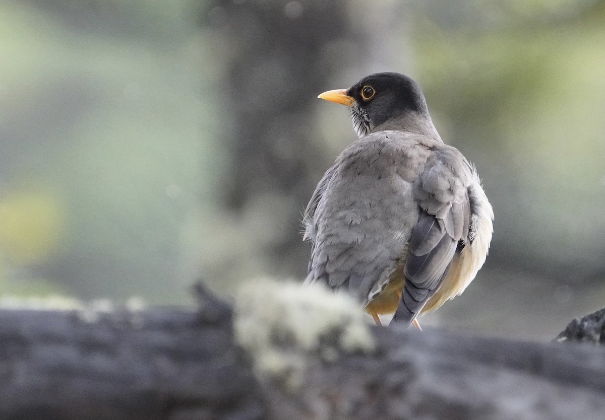 Patagonya Ardıcı (magellanicus/pembertoni) - ML646540749