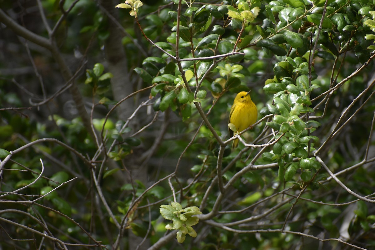 Sarı Ötleğen - ML646540750