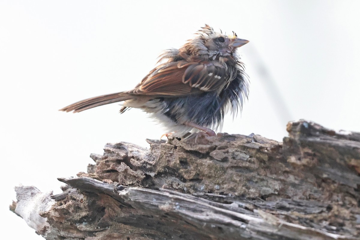 Ak Boğazlı Serçe - ML646540751