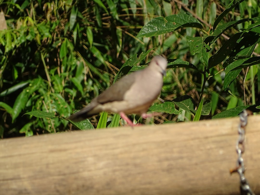 Mavi Halkalı Kumru - ML646540754