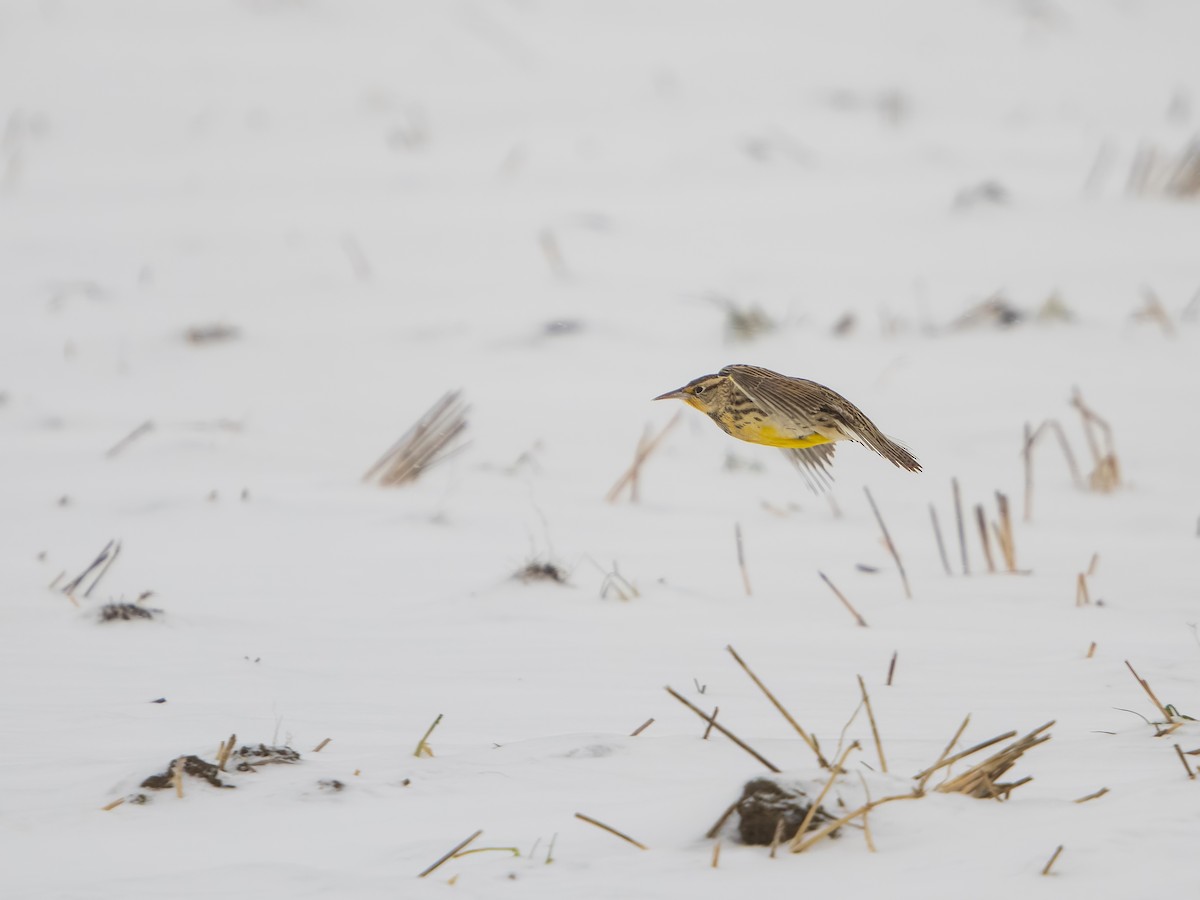 Batılı Tarlasığırcığı - ML646540756