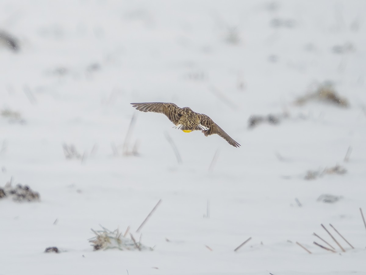 Batılı Tarlasığırcığı - ML646540757