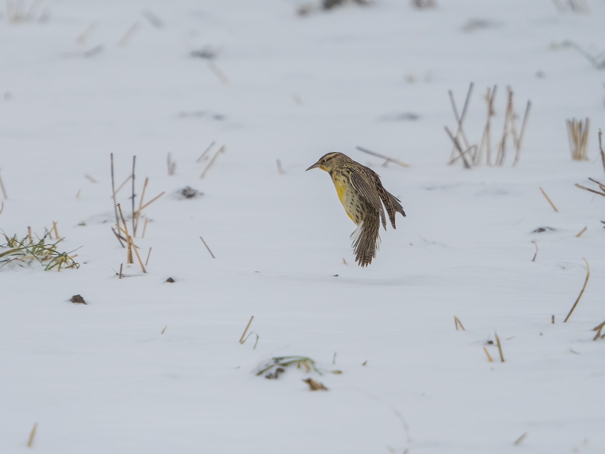 Western Meadowlark - ML646540758