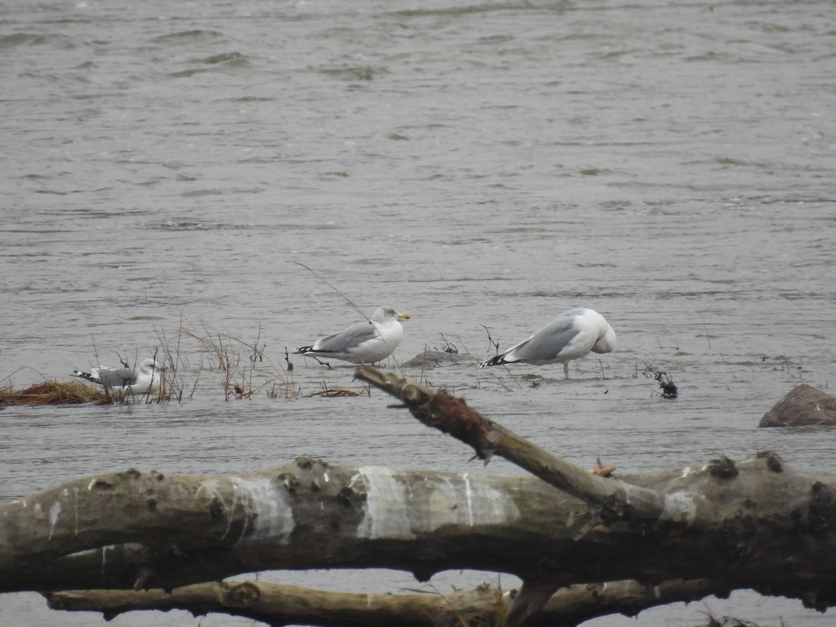 Kuzey Gümüş Martısı - ML646540762